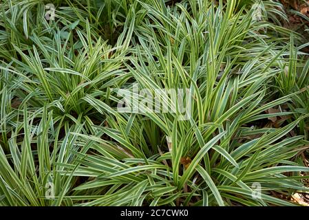 Liriope muscari plantes à feuilles persistantes dans un lit de fleurs Banque D'Images