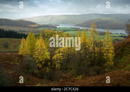 La vue automnale de Gowbarrow est tombée sur le lac Ullswater avec Barton Fell et Hallin est tombé au-delà dans le parc national de Lake District, Cumbria, Angleterre. Banque D'Images