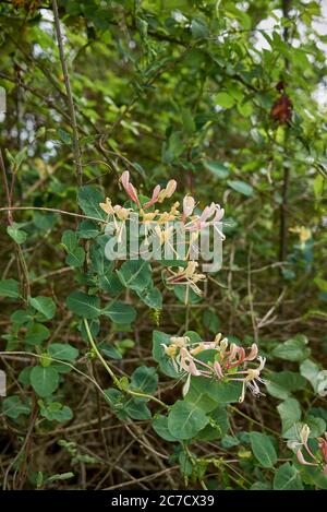 Arbuste de Lonicera caprifolium en fleur Banque D'Images