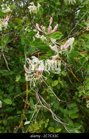 Arbuste de Lonicera caprifolium en fleur Banque D'Images