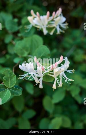 Arbuste de Lonicera caprifolium en fleur Banque D'Images