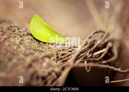 Katydid vert (Tettigonidae) assis sur une écorce sèche, Ouganda, Afrique Banque D'Images