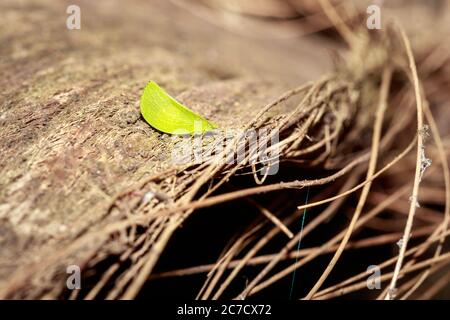 Katydid vert (Tettigonidae) assis sur une écorce sèche, Ouganda, Afrique Banque D'Images