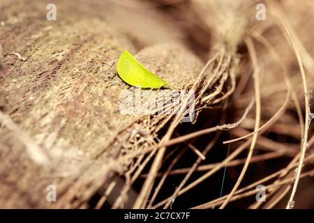 Katydid vert (Tettigonidae) assis sur une écorce sèche, Ouganda, Afrique Banque D'Images