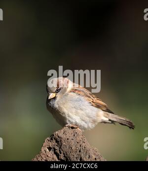 Plan vertical d'un oiseau assis sur un rocher avec un arrière-plan flou Banque D'Images