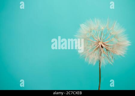 De belles graines de pissenlit de fleur de pissenlit sur fond bleu Banque D'Images