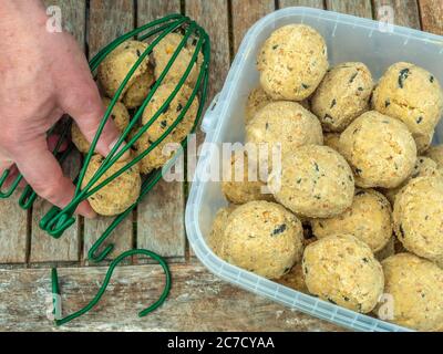 Gros plan de POV de tête de prise de main d'un homme de boules de graisse d'un approvisionnement dans un récipient de boîte en plastique sur une table en bois, puis remplir un mangeoire d'oiseau. Banque D'Images
