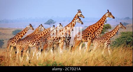 Girafe Ougandaise, Parc National De Murchison Falls Ugand Banque D'Images