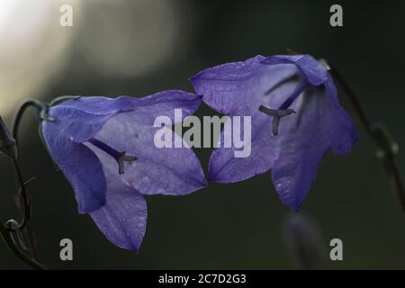 Deux fleurs illuminées par le soleil couchant du Wyoming Banque D'Images