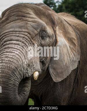 Vue détaillée de face de l'éléphant d'Afrique (Loxodonta africana) isolé en plein air à West Midland Safari Park UK. Animaux en captivité. Banque D'Images