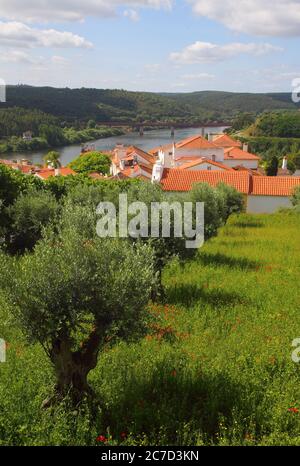 oliveraie au-dessus du pittoresque village historique de Constancia. Santarem, Ribatejo, Portugal. Banque D'Images