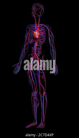 3d a rendu une illustration médicale précise du système circulatoire Banque D'Images