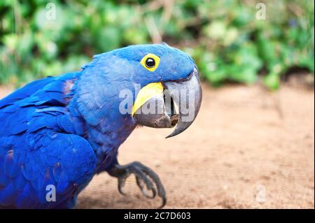 Grand perroquet bleu - macaw en jacinthe dans le zoo de Prague. (Anodorhynchus hyacinthinus). Image de gros plan horizontale en plein air colorée en été Banque D'Images