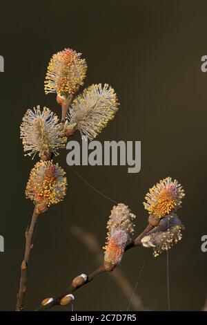 Saule de chèvre (Salix carea) Banque D'Images