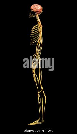 Médicalement en rendu 3d illustration précise du système nerveux Banque D'Images