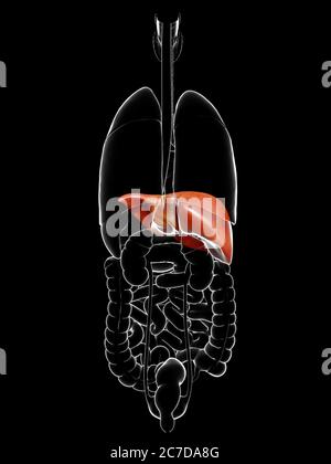 illustration médicale précise de l'anatomie hépatique rendue en 3d Banque D'Images