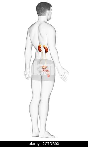 Médicalement, rendu 3d illustration de la reins précis Banque D'Images