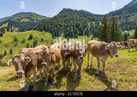 Curieux paquet de calfs sur les alpages de montagne dans les Alpes d'Allgau, Bavière, Allemagne Banque D'Images