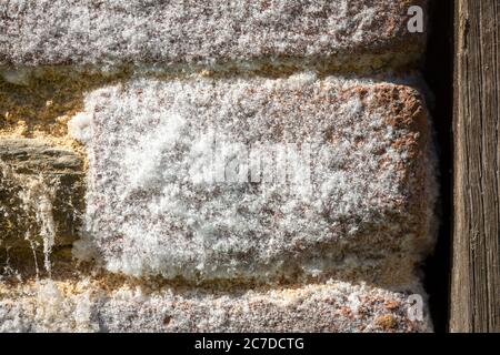 Détail des cristaux de Saltpeter, Saltpeter ou nitrate de potassium blancs sur un mur de brique. Banque D'Images