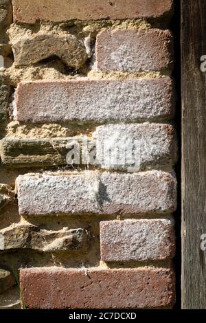 Détail des cristaux de Saltpeter, Saltpeter ou nitrate de potassium blancs sur un mur de brique. Banque D'Images