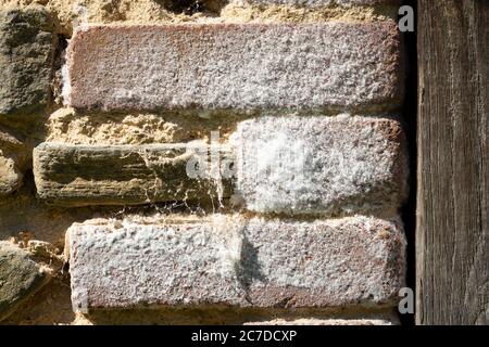 Détail des cristaux de Saltpeter, Saltpeter ou nitrate de potassium blancs sur un mur de brique. Banque D'Images
