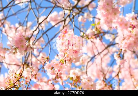 la cerise fleurit au printemps contre le ciel bleu, mise au point sélective Banque D'Images