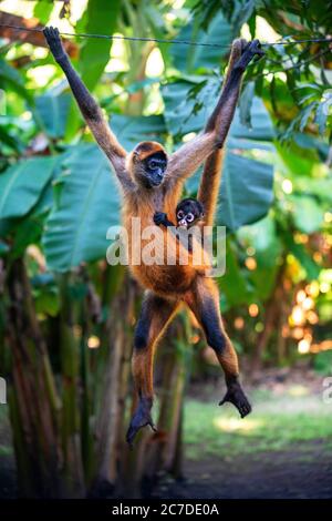 Quelques singes araignées à Puerto Barillas dans la baie de Jiquilisco dans le golfe de Fonseca Océan Pacifique El Salvador Amérique centrale. Nicaragua en voie de disparition Banque D'Images