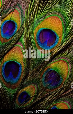 Gros plan de plumes de paon colorées et irisées. Banque D'Images