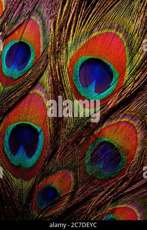 Gros plan de plumes de paon colorées et irisées. Banque D'Images