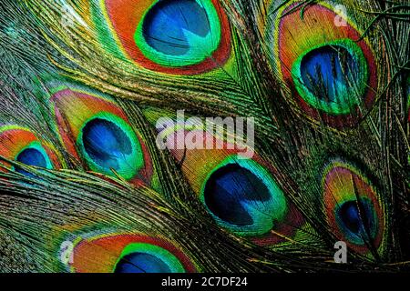 Gros plan de plumes de paon colorées et irisées. Banque D'Images