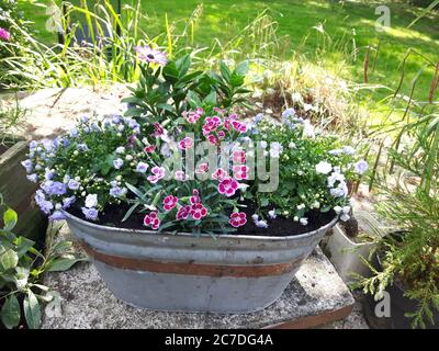 Pot en métal fleuri avec fleurs d'été colorées Banque D'Images