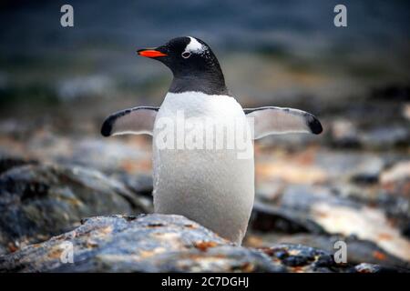 Pingouins à la station Vernadsky sur l'île de Galindez, Antarctique. Le RCGS Resolute One Ocean Navigator, une expédition cinq étoiles de cru renforcée par la glace polaire Banque D'Images