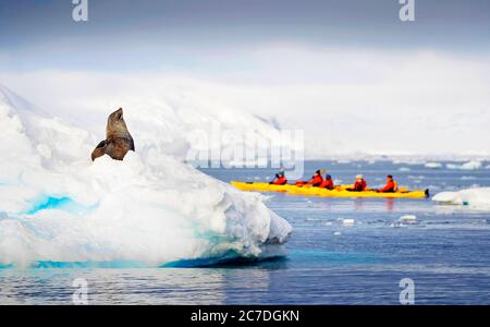 Kayakking et un phoque à fourrure de l'Antarctique, Arctocephalus gazella dans la baie de Wilhelmina paysage au tournesol en Antarctique, régions polaires septième continent. Banque D'Images