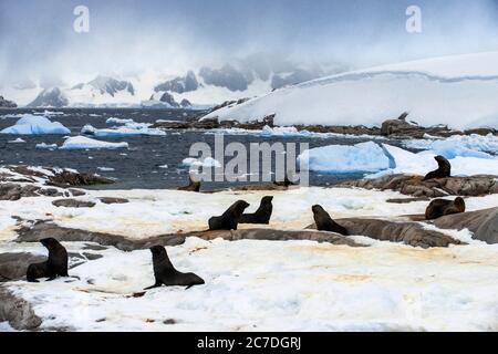 Phoque à fourrure de l'Antarctique (Arctocephalus gazella), Portal point, Antarctique. RCGS Resolute One Ocean Navigator, une expédition cinq étoiles de glace polaire Banque D'Images