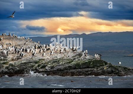 Colonie de King Cormorants en Beagle Channel bateau de croisière dans le parc national de Tierra del Fuego, Ushuaia, Argentine. Banque D'Images