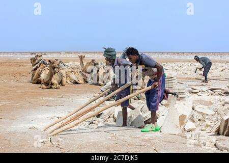 Des mineurs de sel afar cassant la croûte de sel en dalles à la mine de sel dans le plat de sel devant les chameaux, dépression de Danakil, Éthiopie, Afrique Banque D'Images