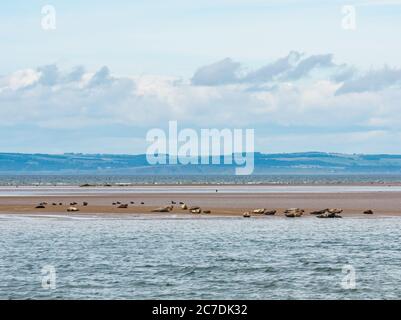 Firth of Forth, East Lothian, Écosse, Royaume-Uni, 16 juillet 2020. Météo britannique : soleil chaud le long de la côte du Forth. Un grand groupe de phoques gris se bassent sur une broche de sable lorsque la marée se retire, certains d'entre eux avec des petits Banque D'Images