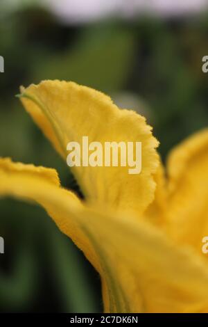 Une fleur de citrouille commune trouvée dans le jardin de l'arrière-cour. Banque D'Images