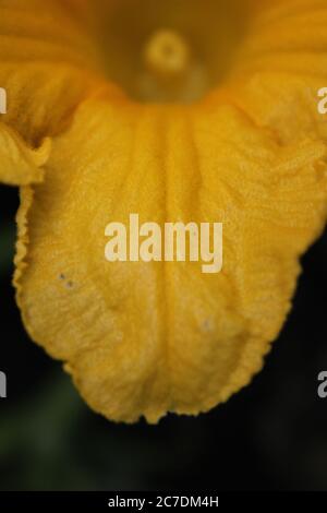 Une fleur de citrouille commune trouvée dans le jardin de l'arrière-cour. Banque D'Images