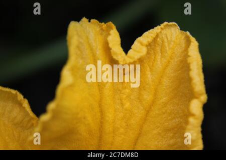 Une fleur de citrouille commune trouvée dans le jardin de l'arrière-cour. Banque D'Images