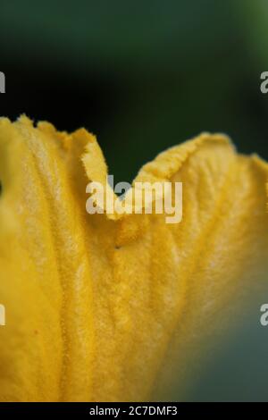 Une fleur de citrouille commune trouvée dans le jardin de l'arrière-cour. Banque D'Images