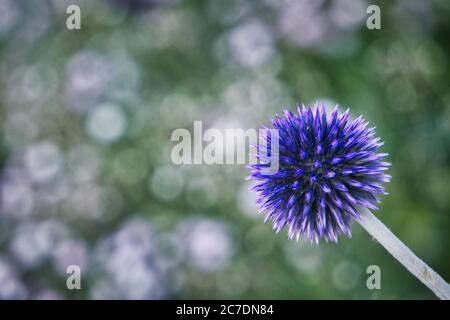 Gros plan d'une plante pourpre avec un naturel flou arrière-plan Banque D'Images