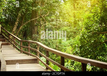 pont de chemin en bois vide dans la forêt tropicale avec arbres exotiques et arrière-plan de feuillage, personne Banque D'Images