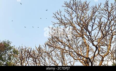 Arbre sans feuilles. Beau fond, arbres sans feuilles après la saison d'automne. Banque D'Images