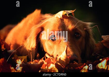 Gros plan d'un adorable chien marron assis sur un fond coloré feuilles tombées en automne Banque D'Images