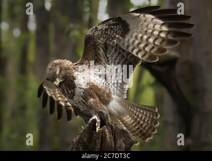 Faucon brun de harrier sur une bûche d'arbre dans la forêt regarder vers le bas se préparer à voler et attaquer la proie Banque D'Images