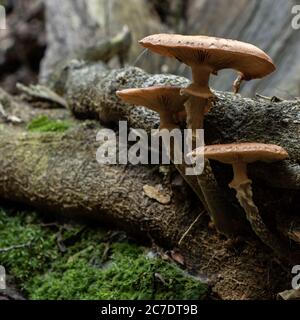 Gros plan d'un champignon shiitake près du bois à l'intérieur la forêt Banque D'Images