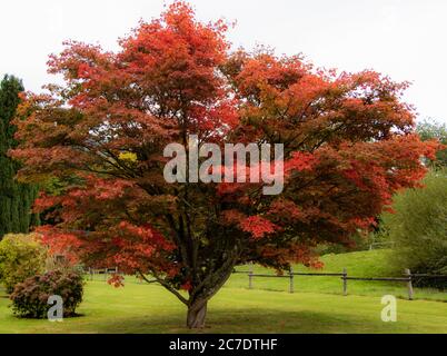 Beau arbre épais avec des feuilles rouges dans un champ vert entouré par une clôture sous le ciel clair Banque D'Images