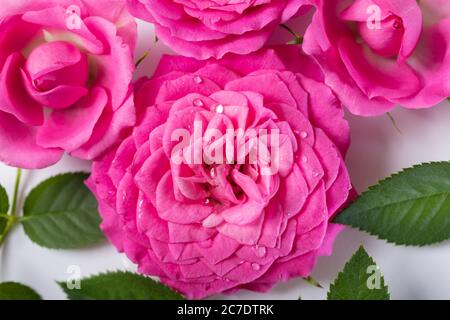 fleurs roses avec gouttes d'eau sur fond blanc Banque D'Images