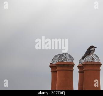 Jeunes rôtes de Magpie sur un pot de cheminée de maison en début de soirée, Londres, Royaume-Uni Banque D'Images